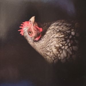 Chicken Hen Photo Farmhouse Picture 12" x 12"